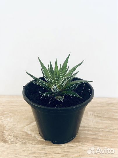 Хавортия. Суккулент. Цветы. Растения