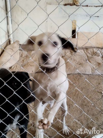 Отдам бесплатно