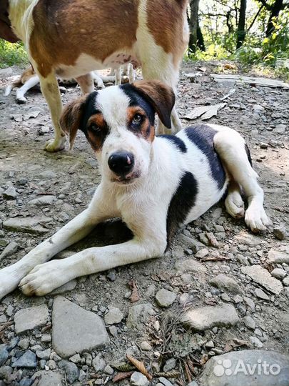 Помесь охотничьих собак. Щенки