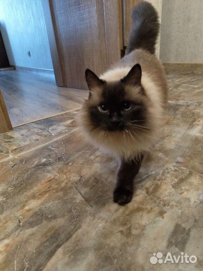 Красивая кошка с сиамским характером