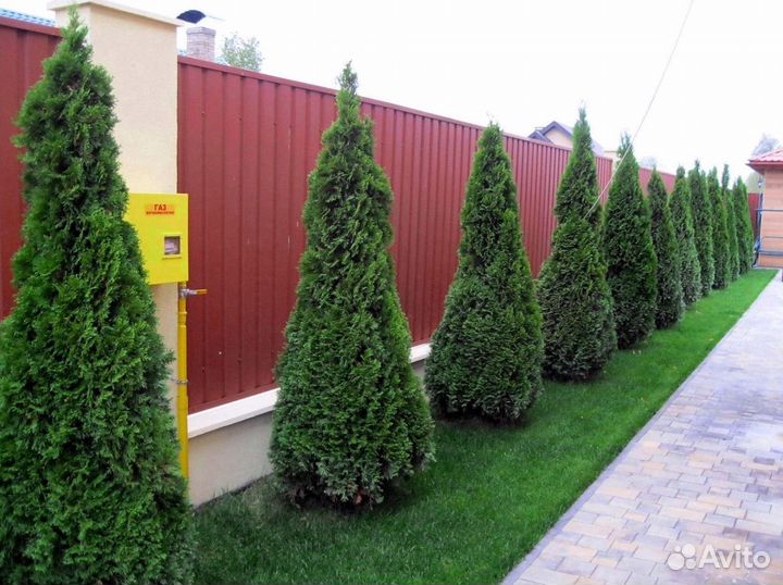 Туи брабант