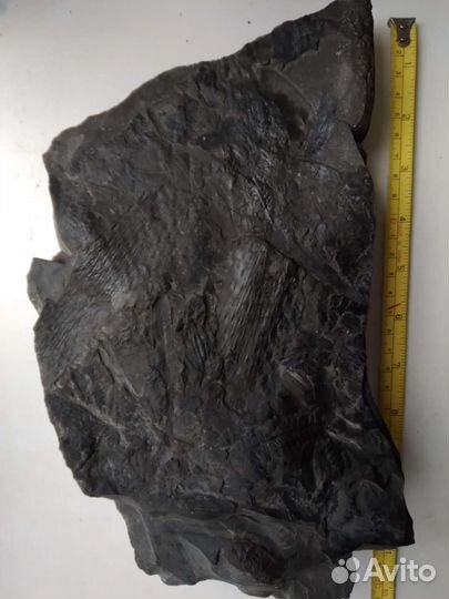 Окаменелости