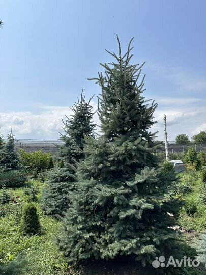 Голубые ели