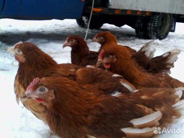 авито бузулук животные