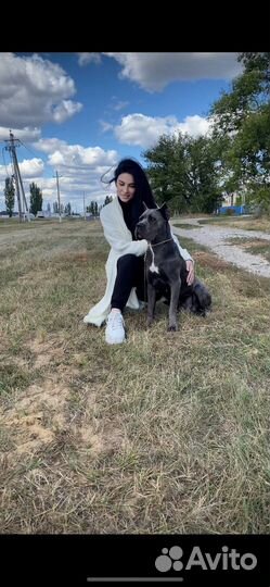 Кинолог, дрессировка собак