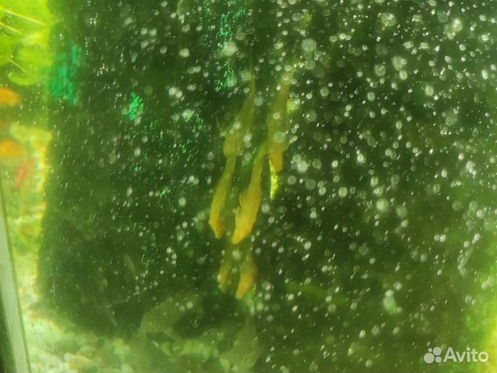 Аквариумные рыбки и растения