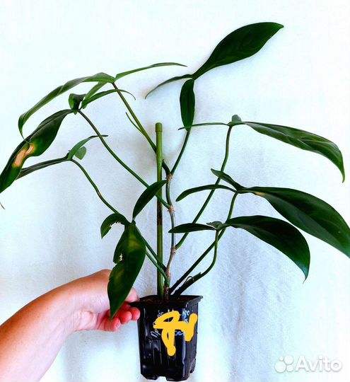 Филодендрон р69686