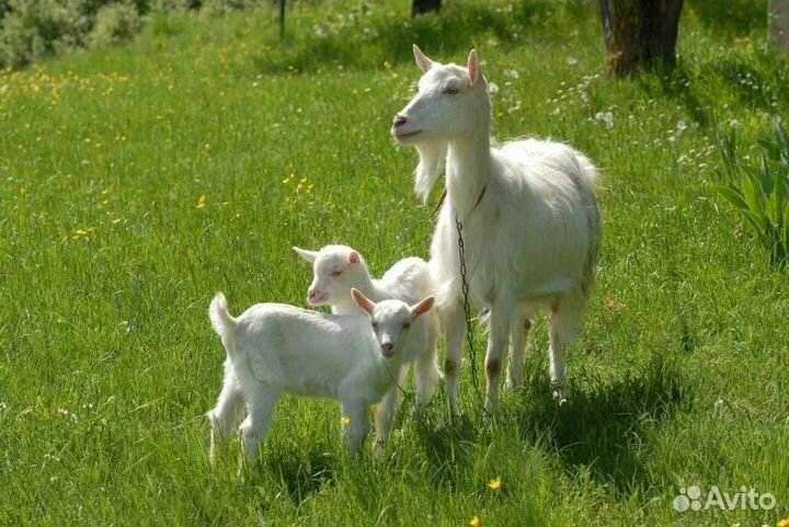 Козы молочной породы и Жеребец 1.5