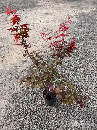 Красный клен