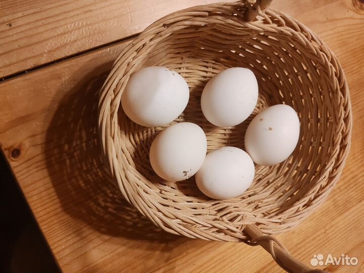 Инкубационное яйцо Леггорн