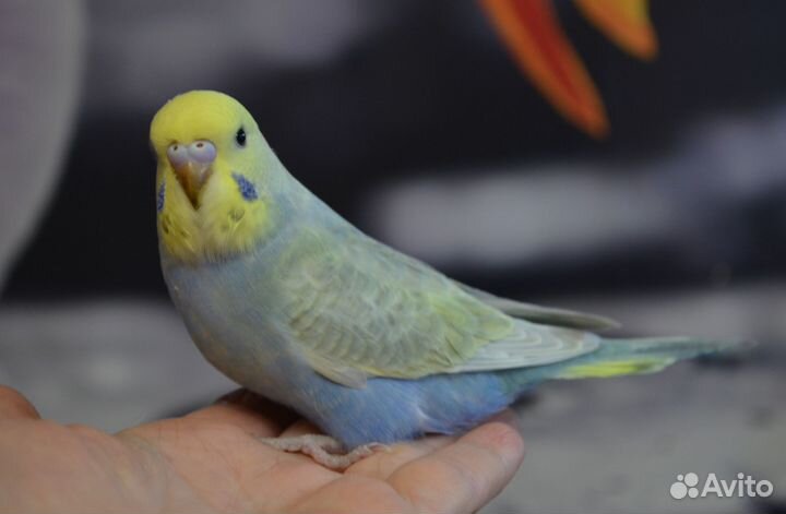 Радужные и осветленные птенцы волнистых попугаев