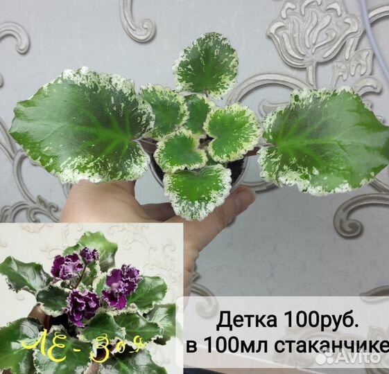 Детки сортовых фиалок