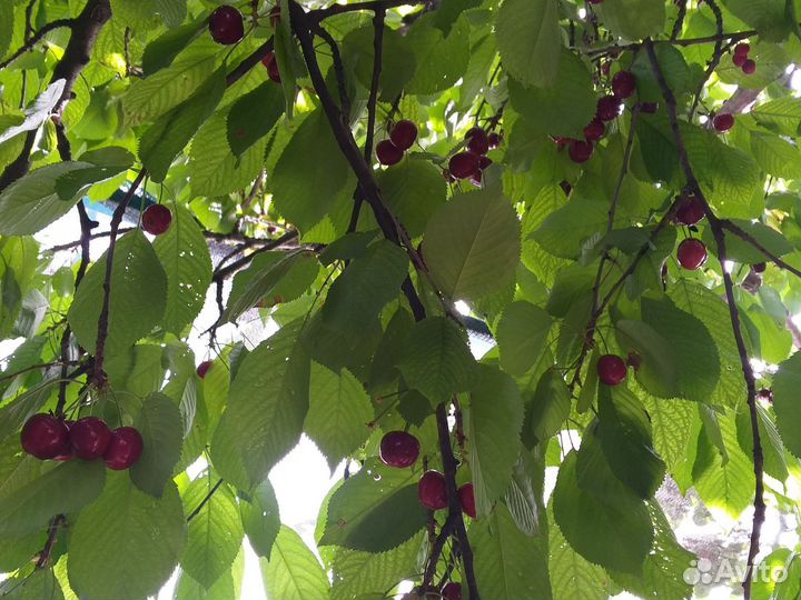 Черешня свежая ягода