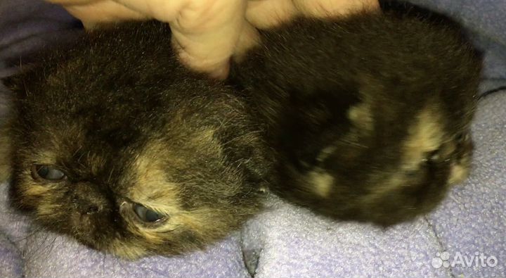 Котята девочки породы экзотическая черепаховые