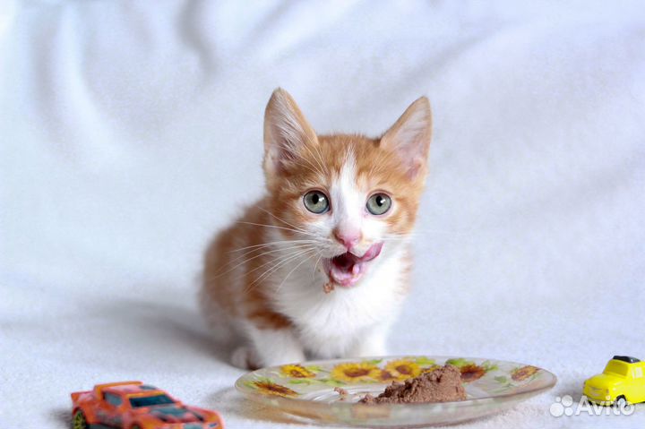 Котенок в добрые руки