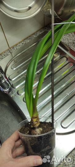 Гиппеаструм