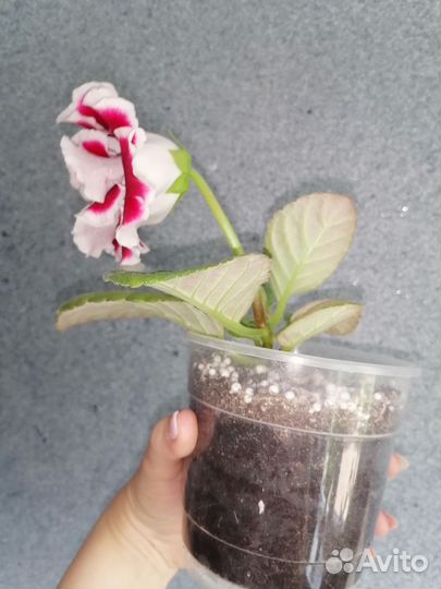 Глоксиния махровая