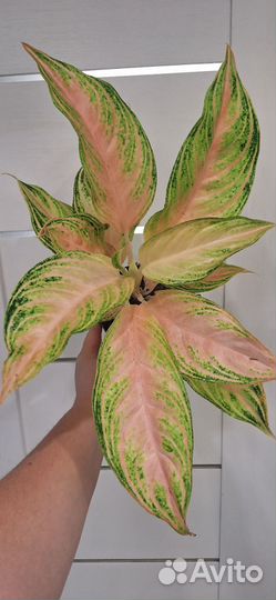 Аглаонема Пинк Панама