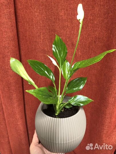 Спатифиллум мини