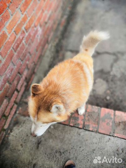 Хаски для вязки