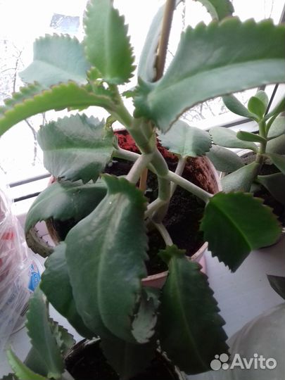 Каланхое лечебное