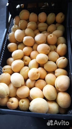 Доставка фруктов овощей зелени специй