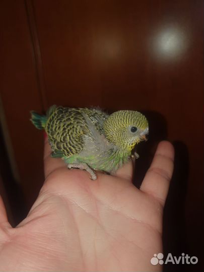 Волнистый попугай самки ручные