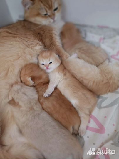 Золотая шиншилла котята