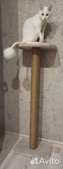 Когтеточка для кошек новая