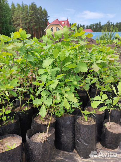 Дуб, озеленение