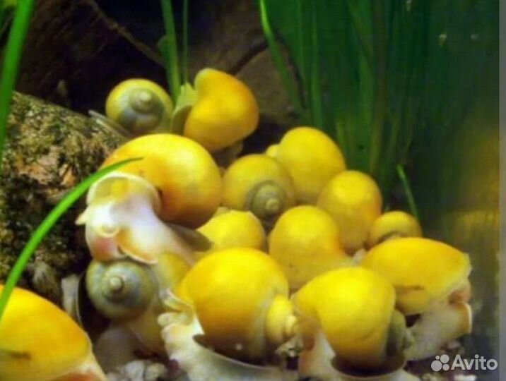 Улитки ампуллярии