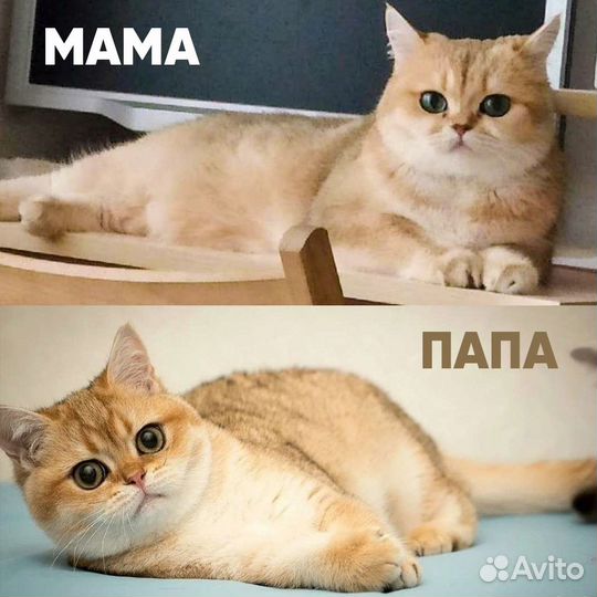 Купить котёнка в Москве