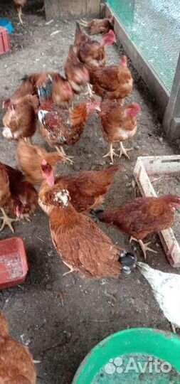 Индюшата, голошейка