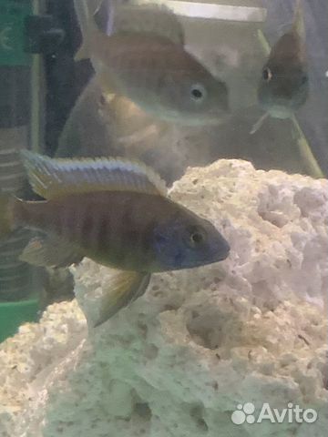 Рыба васильковый хаплохромис