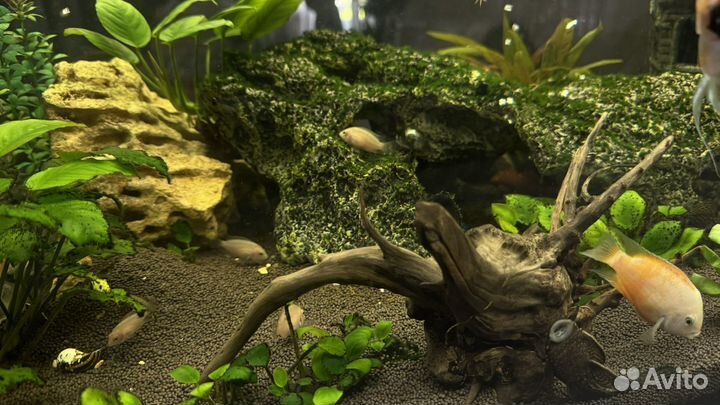 Аквариумные рыбки