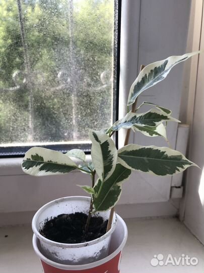 Продам фикус де гантель