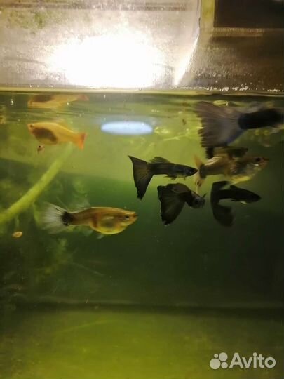 Аквариумные рыбки Гуппи
