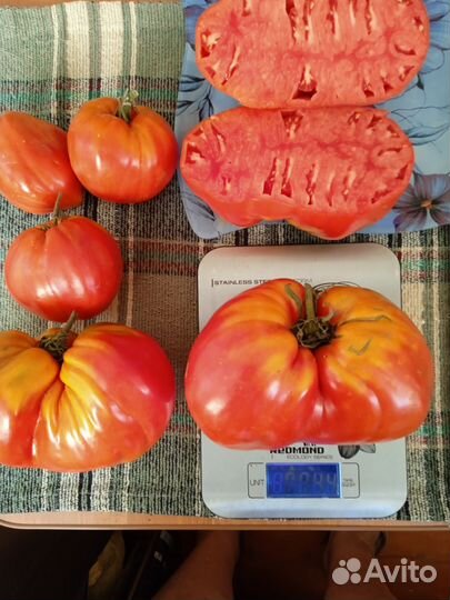 Томат Древнее сердце Акве Терме