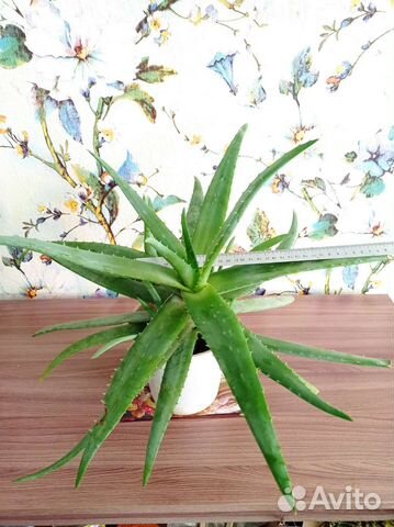 Алоэ вера 4 года