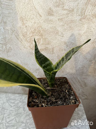 Сансевиерия трехполосная