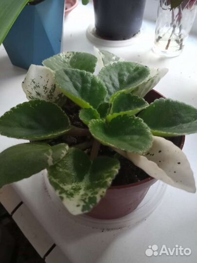 Комнатные цветы