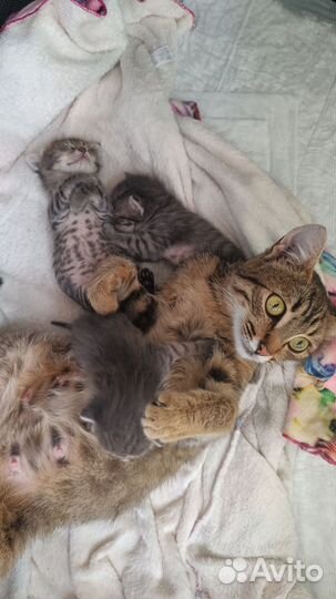 Котята в добрые руки