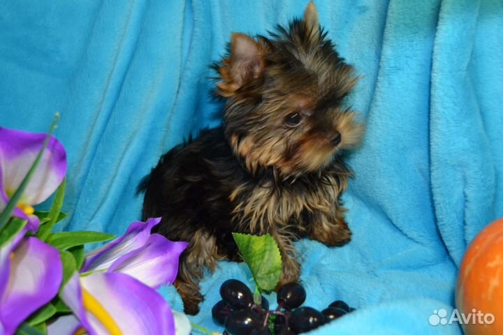 Йоркширский терьер девочка
