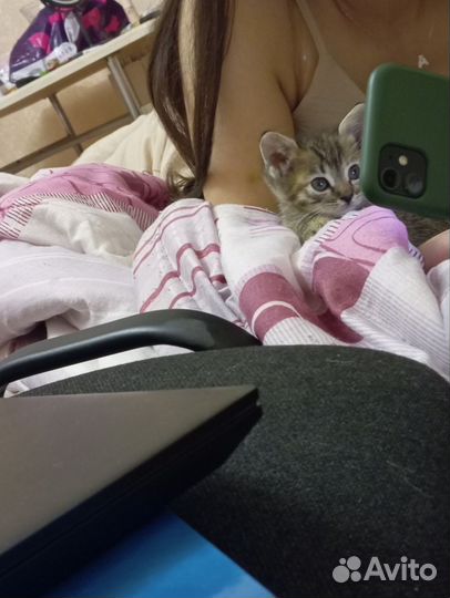 Кошка в дар бесплатно