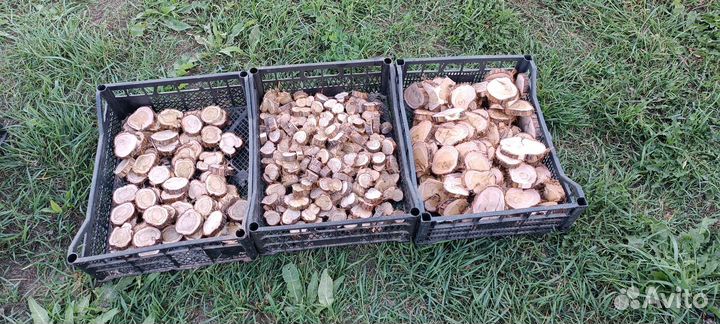 Спилы можжевельника