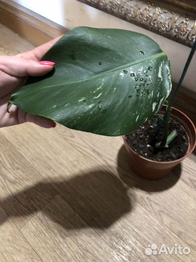 Монстера вариегатная альба