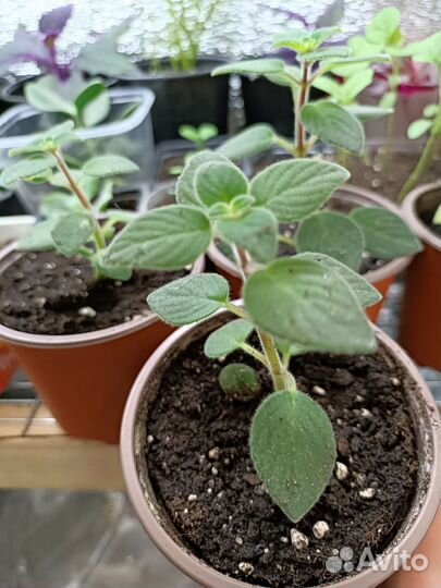 Стрептокарпелла