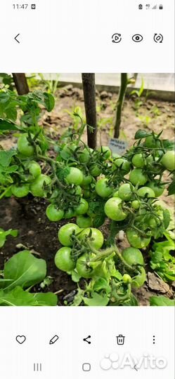 Рассада томатов баклажанов перца арбузов огурцов