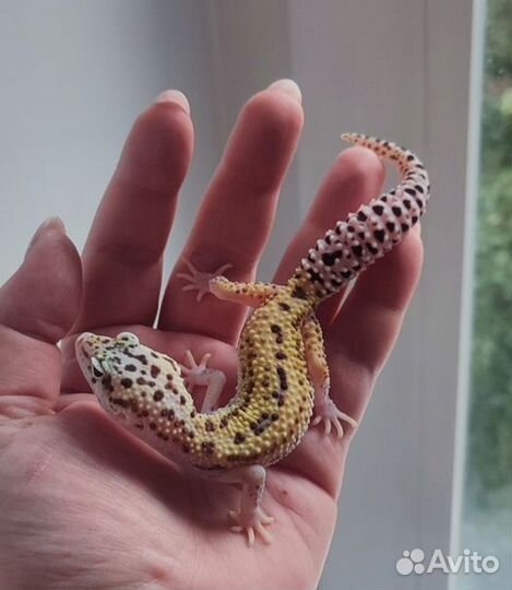 Пятнистый эублефар, леопардовый геккон, самец