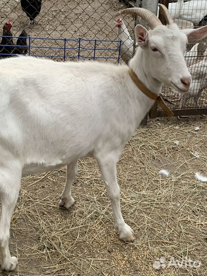 Распродаются козы